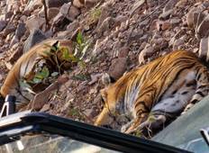 India Tiger Desert Extension Tour-rondreis