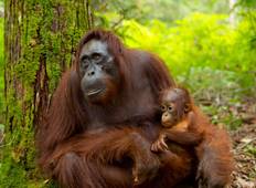 Borneo Tierwelt Höhepunkte Rundreise