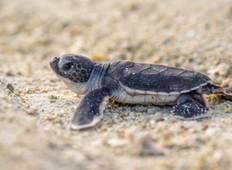 4-Day Turtle Hatching & Photography Expedition Tour