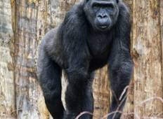 On the Path of Gorillas Gabon Safari 8 Days/7 Nights Tour