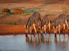 Ausbildung zum Safari-Guide im Krüger-Nationalpark (8 Tage) Rundreise