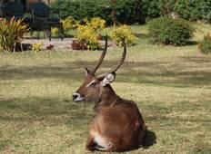 7 Dagen PRIVÉ 4-sterren safari naar Masai Mara, Lake Nakuru, Hell\'s Gate Naivasha & Amboseli Nationale parken met een 4WD JEEP met gratis eerste overnachting in het Raha Suites Hotel.-rondreis
