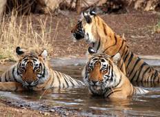 Jim Corbett Tiger Safari (mit Unterbringung) Rundreise