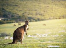 Kangaroo Island Abenteuerreise - 3 Tage Rundreise