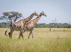 Wildnis des südlichen Afrikas: Safari zu Land und zu Wasser (Johannesburg bis Victoria Falls) Rundreise
