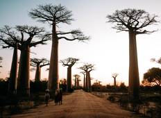 Baobab Safari Rundreise