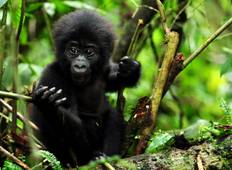 Uganda: Gorilla Tracking Safari - 3 Tage Rundreise