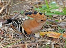 Trockenes Laubholz: Vogelbeobachtung Rundreise