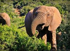Kruger, Victoria Falls & Chobe Family Adventure 7Days/6Nights Tour