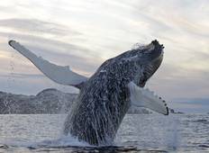 Orcas und Buckelwale unter Nordlichtern Rundreise