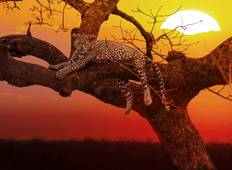 Sea, Safari, South Africa (14 Days) Tour