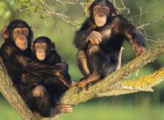 Berggorillas und Schimpansen Trek Safari - 4 Tage Rundreise