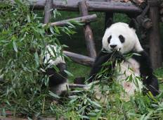 Chengdu’s Natural Panda Paradise Tour
