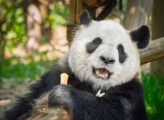 11 Daagse China Panda Rondreis-rondreis