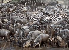 Kenya Photographic Safari with Paul Goldstein - Premium Adventure Tour