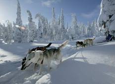 Finnish Winter Adventure Family Holiday Tour