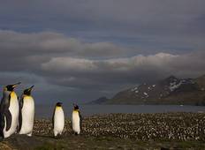 Antarctica, Falklands & South Georgia, Operated by Quark Tour
