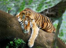 Golden Triangle & Tigers - 10 days Tour