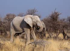 Botswana and Falls Overland: Wildlife Walks & Safari Drives Tour