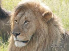 Tierreich Safari - 5 Tage Rundreise