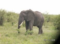 Masai Mara Safari - 6 Tage Rundreise