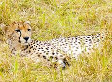 Große Wildtier-Wanderung in Masai Mara und Serengeti Rundreise