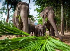 Elephant Village Experience in Surin Tour