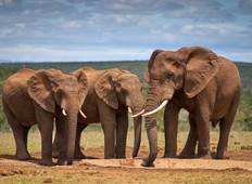 5 day Best of South Africa: Garden Route including Addo Tour