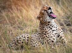 Tanzania Wildlife Week - 7 days Tour