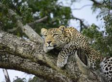 11 Tage/10 Nächte - Honeymoon Safari & Strandurlaub Sansibar Rundreise