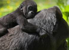 Uganda Overland – Berggorillas & Schimpansen Rundreise