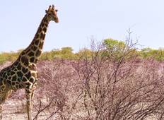 Namibia Highlights Safari mit Unterkunft - 7 Tage Rundreise