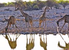 Etosha & Swakopmund Safari-Abenteuer - 4 Tage Rundreise