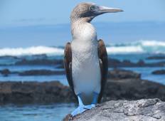 Galapagos Adventure: Northern Islands (Grand Daphne) Tour