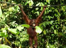 Sandakan Orangutan Experience 4D/3N Tour