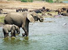 Chitwan Dschungel Safari - 3 Tage Rundreise