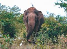 Verrückt nach Sri Lanka - 10 Tage Rundreise