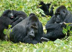 Gorilla Trekking und Tansania - 25 Tage Rundreise
