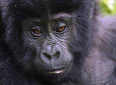 Schimpansen und Gorillas von Uganda Rundreise