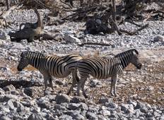 Essential Botswana Tour