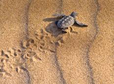 4-tägige Individualreise – Schildkröten & Tortuguero-Nationalpark Rundreise