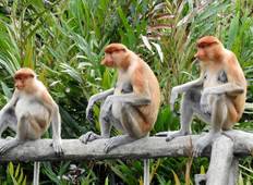 Borneo – East Sabah Adventure Tour