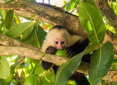 Natural Highlights of Costa Rica Tour