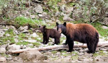 7 Day Canadian Rockies Itinerary, incl. Banff and Jasper