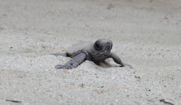 Conservación de las tortugas Papúa Nueva Guinea