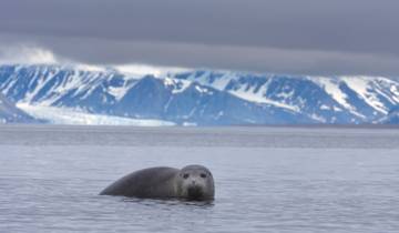 Spitsbergen Highlights: Expedition in Brief, Operated by Quark Tour