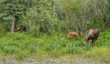 7 Days in Alaska & Yukon, incl. Whitehorse and Anchorage