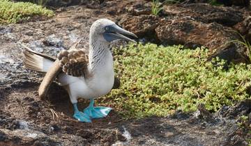 5-Day Luxury Galapagos Tour