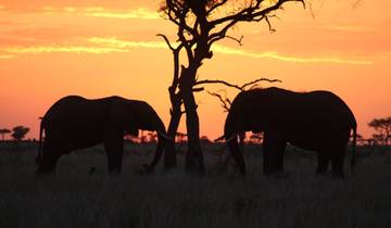Safari de la grande migration du Serengeti en Tanzanie circuit
