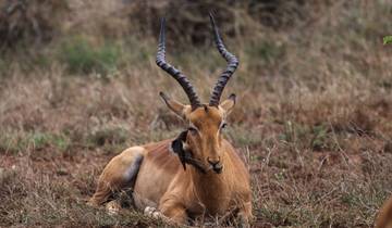 Reizen: Safari in zuidelijk Afrika National Geographic-rondreis